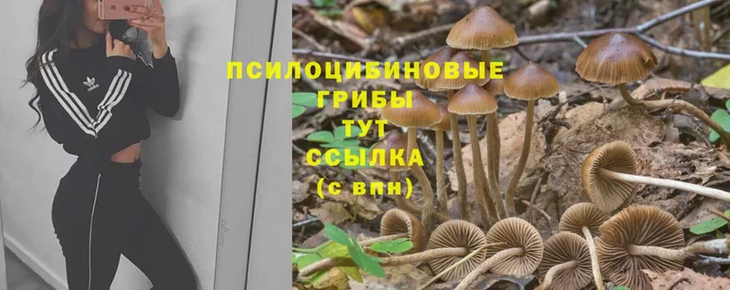 Псилоцибиновые грибы Cubensis  Никольское 